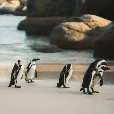 Family activities near Hermanus