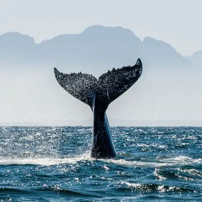 Whale watching in Walker Bay, Hermanus